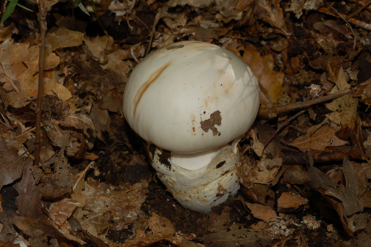Aphyllophorales a Mondeggi